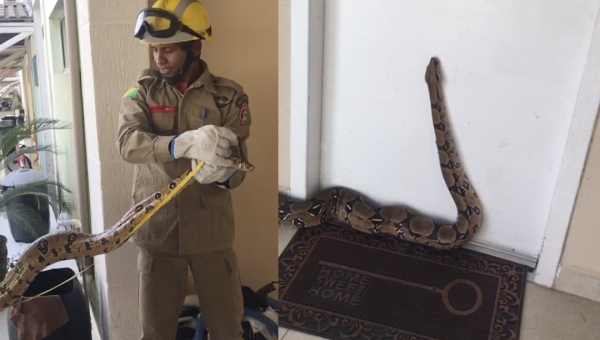 Cobra de três metros é capturada em porta de apartamento em residencial em Rio Branco
