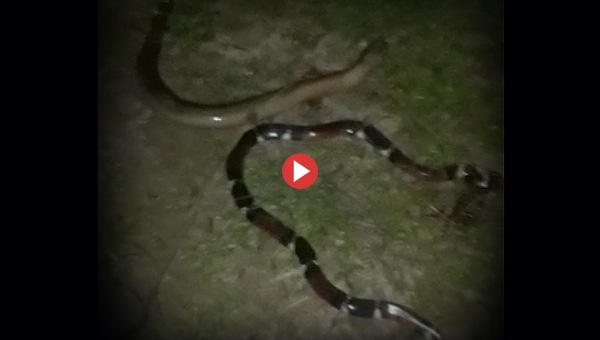 Moradores encontram cobras nos buracos das ruas do Belo Jardim; Assista ao vídeo