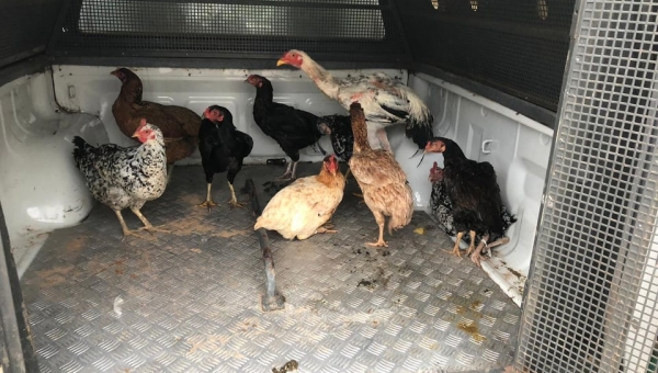 Em Tarauacá, “mega operação” desarticula menores ladrões de galinha