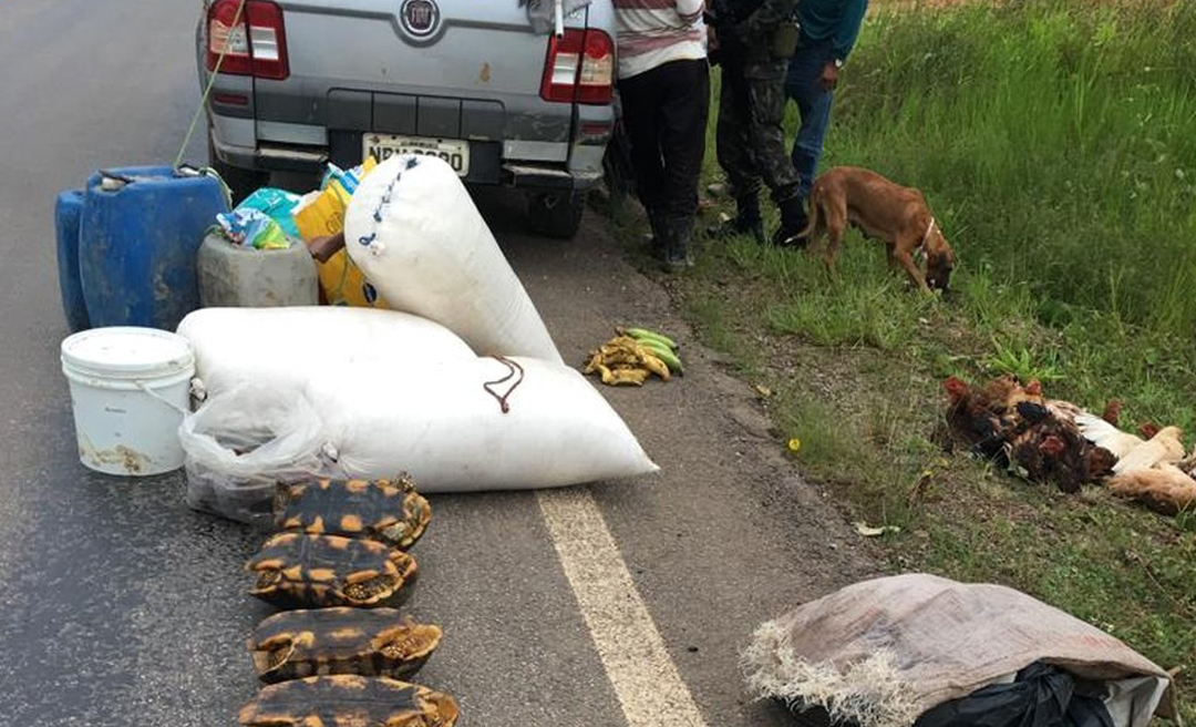 Jabutis, carne de veado e porco do mato são apreendidos em ação na BR-364