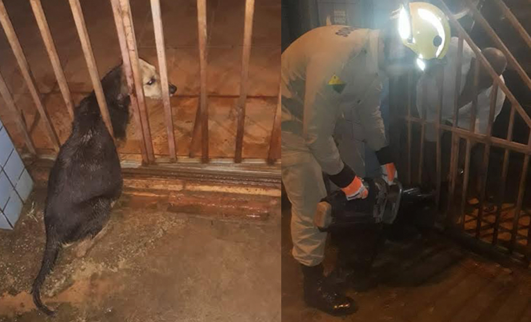 Bombeiros usam desencarcerador para salvar cadela presa em portão no João Eduardo