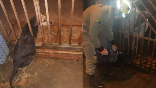 Bombeiros usam desencarcerador para salvar cadela presa em portão no João Eduardo