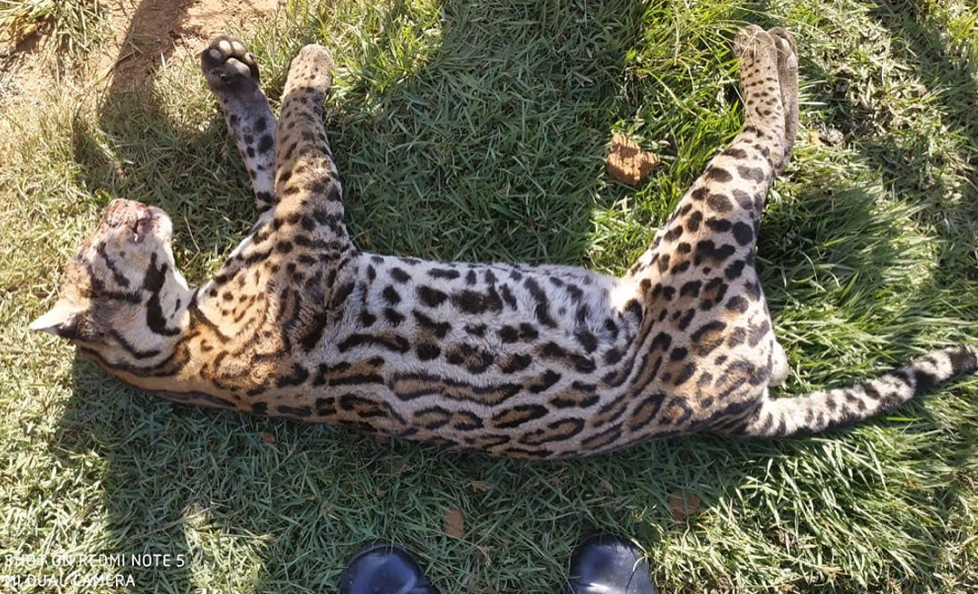 Gato-maracajá é encontrado morto no bairro Laranjal no município de Xapuri 