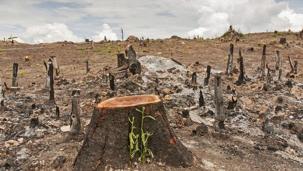 Seis dos oito deputados do acre são favoráveis a anistia de área desmatada de 5 milhões de hectares