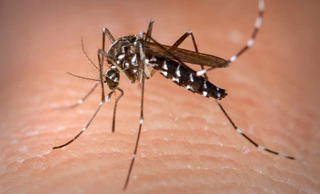 Acre aparece entre os 10 Estados com maior incidência de dengue no País, aponta MS 