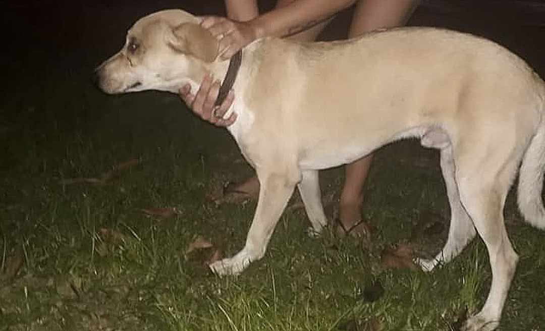 Página no Facebook faz apelo após denunciar que cachorro foi 'jogado' com marcas de maus-tratos em rotatória de Rio Branco