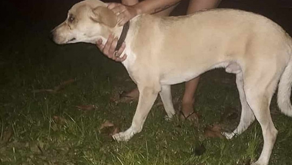 Página no Facebook faz apelo após denunciar que cachorro foi 'jogado' com marcas de maus-tratos em rotatória de Rio Branco