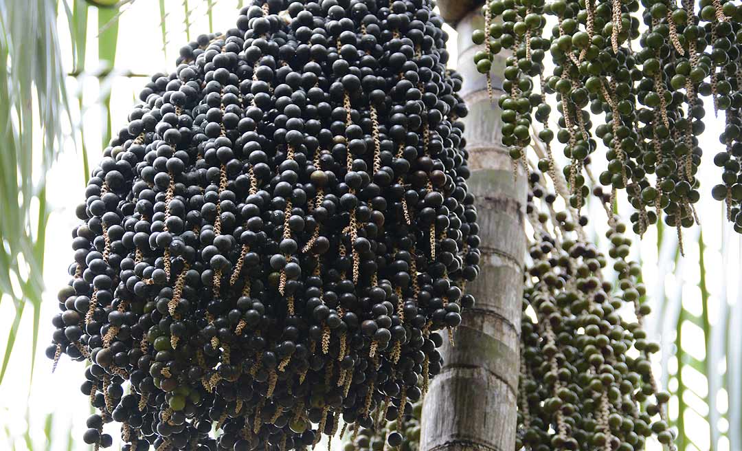 Açaí: articulação da cadeia produtiva é destaque em evento no Acre