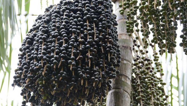 Açaí: articulação da cadeia produtiva é destaque em evento no Acre