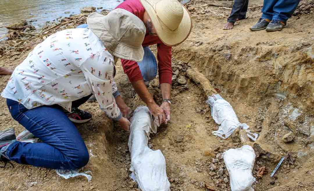 Pescador encontra fóssil de réptil gigante no interior do Acre 