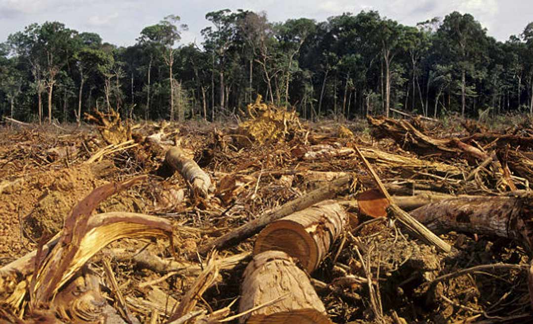 Acre tem níveis recordes de desmatamento; governo propõe pacote para afrouxar regras ambientais