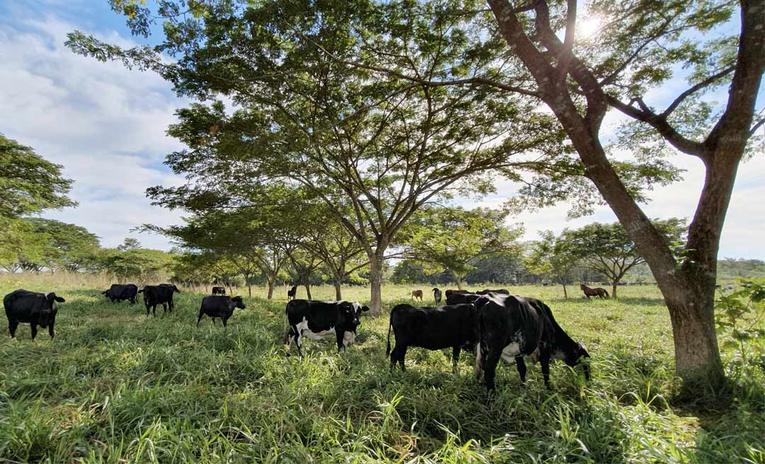 Integração Lavoura-Pecuária-Floresta é destaque na Expoacre como alternativa de produção sustentável