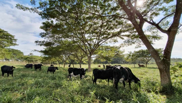 Integração Lavoura-Pecuária-Floresta é destaque na Expoacre como alternativa de produção sustentável