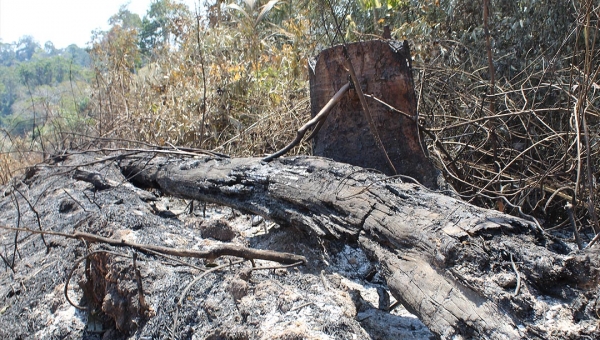 Nos 10 dias de agosto, Acre registra mais de 5 mil focos de incêndio; governo decreta alerta ambiental