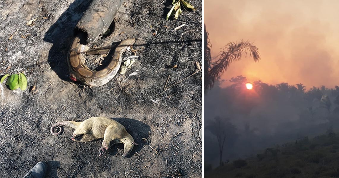 Cobra jibóia e tamanduá são encontrados mortos por bombeiros em queimada no Acre