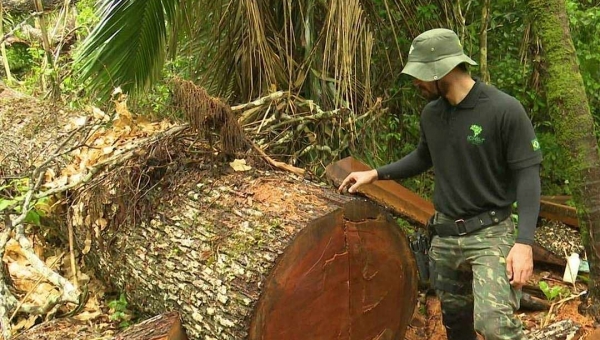 Em julho, desmatamento no Acre cresce 434%; em um ano, variação é de 257%