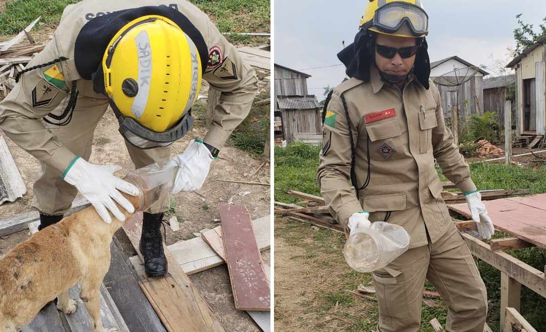 No Acre, bombeiros socorrem cachorro com cabeça presa em vasilha de plástico