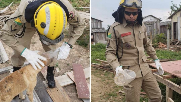 No Acre, bombeiros socorrem cachorro com cabeça presa em vasilha de plástico