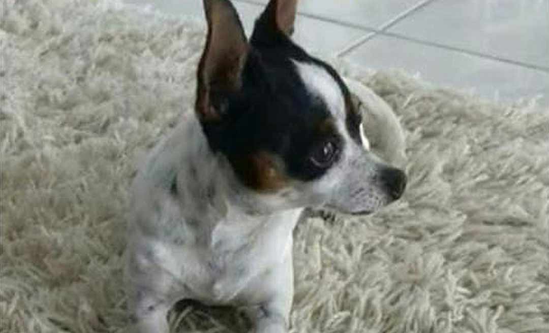 Após repercussão, cachorrinho Pitico é encontrado e já está em casa com a família