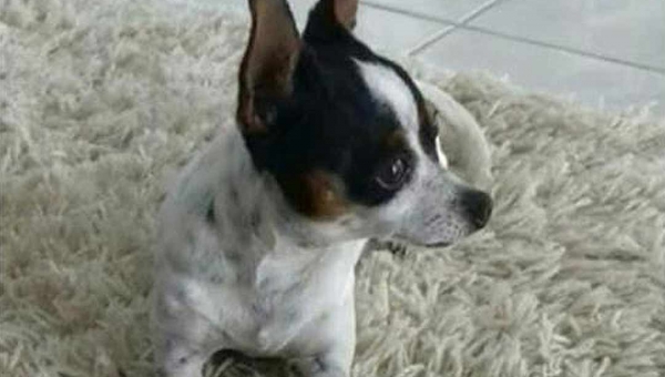 Após repercussão, cachorrinho Pitico é encontrado e já está em casa com a família