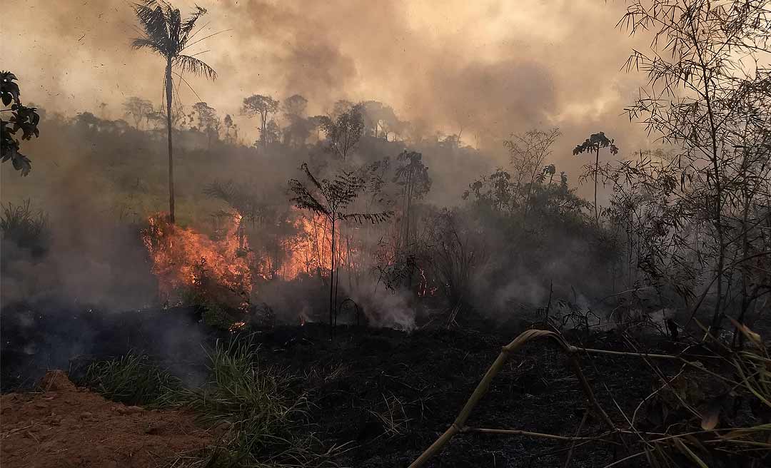 Dados apontam nova fronteira do desmatamento no Acre; áreas preservadas são as mais ameaçadas