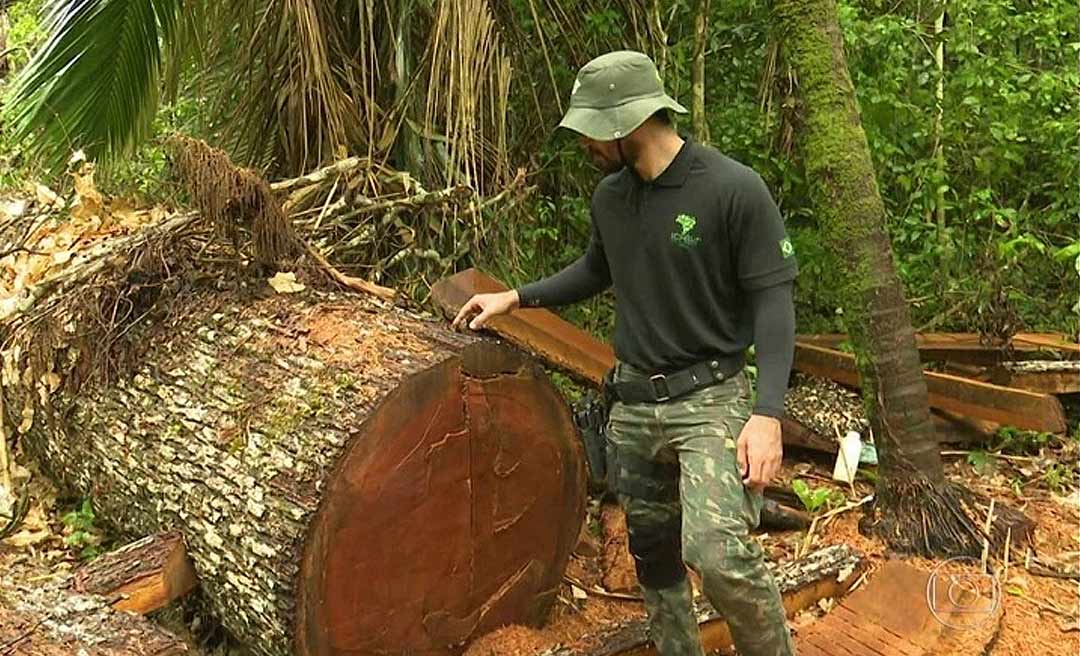 Derrubada no Acre aumentou 151% em um ano, releva Imazon