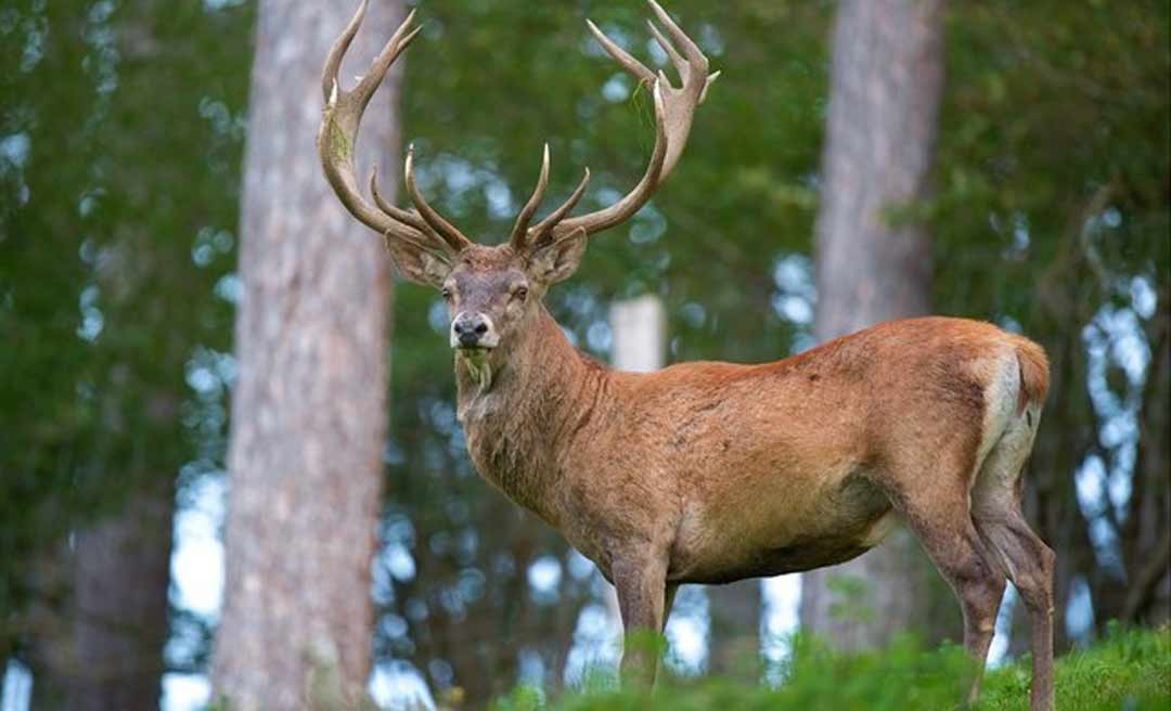 Caçador leva tiro de colega após ser confundido com veado