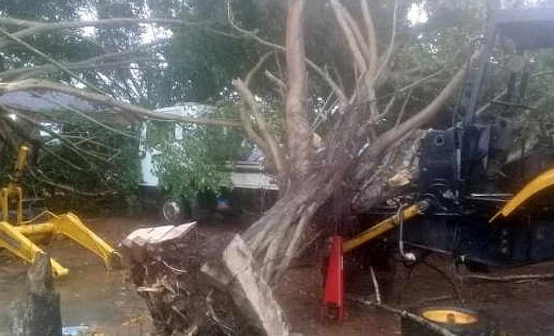 Forte temporal destelha casas e derruba árvores em Assis Brasil