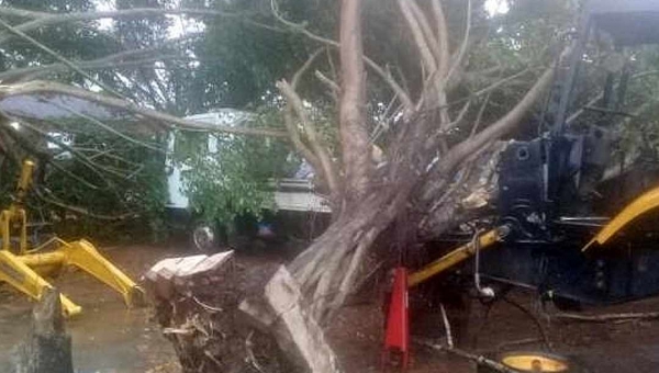 Forte temporal destelha casas e derruba árvores em Assis Brasil