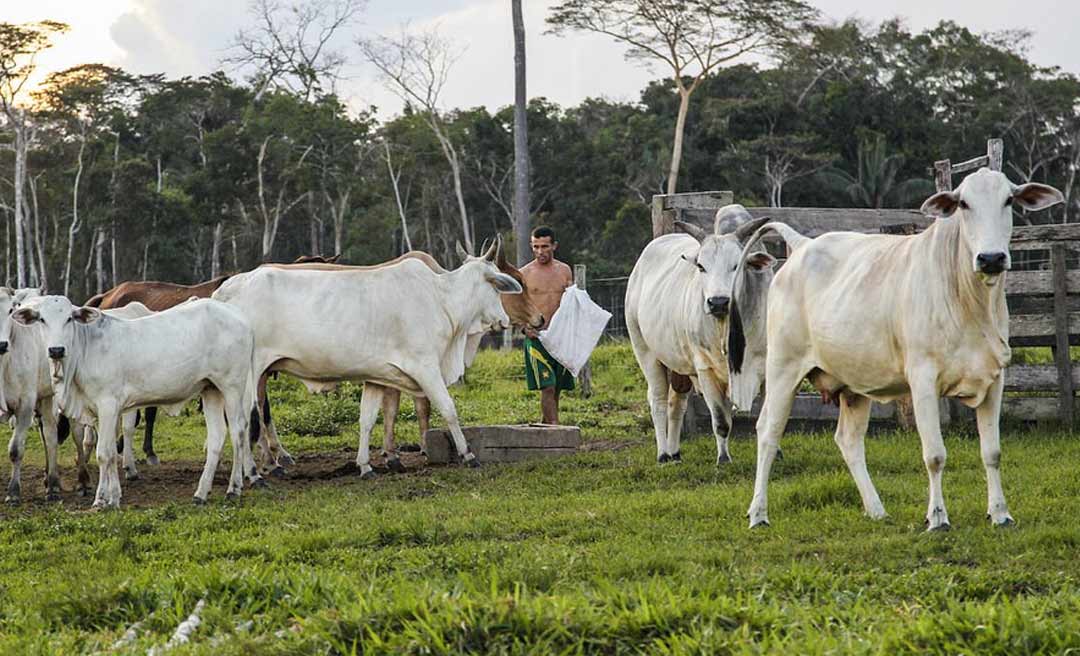 Governo inicia trabalhos da última campanha de vacinação contra febre aftosa no Acre