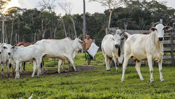 Governo inicia trabalhos da última campanha de vacinação contra febre aftosa no Acre