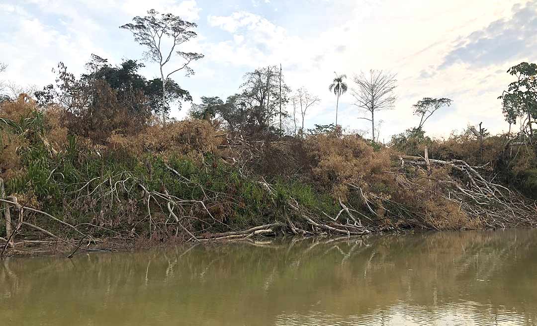 Abertura de ramal e fazendas de gado colocam em risco maior terra indígena do Acre 