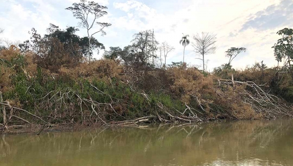 Abertura de ramal e fazendas de gado colocam em risco maior terra indígena do Acre 