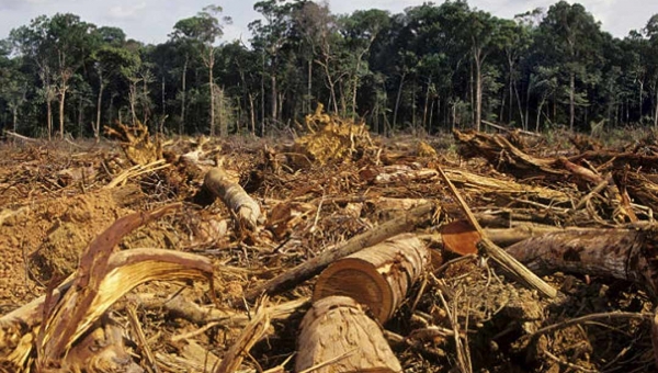 Desmatamento na Amazônia sobe e coloca imagem do Brasil em risco