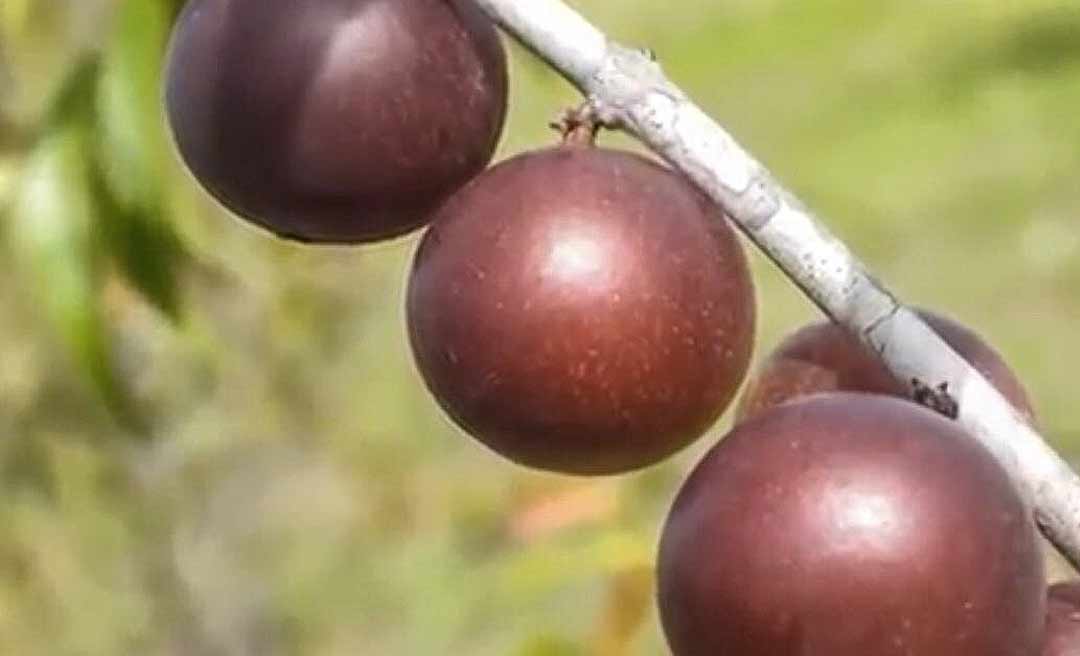 Fruta da Amazônia é chave para curar úlceras em pacientes acamados; médica apresenta a novidade no Acre