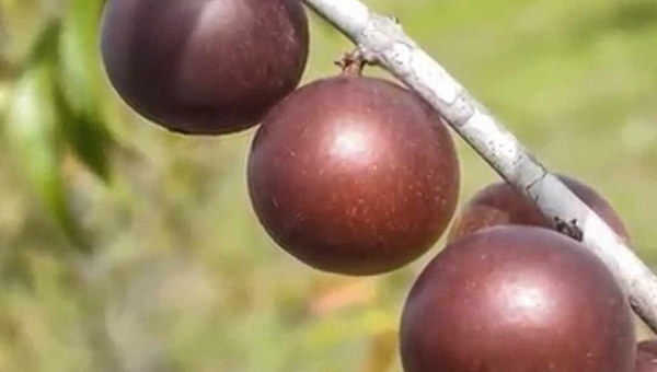 Fruta da Amazônia é chave para curar úlceras em pacientes acamados; médica apresenta a novidade no Acre