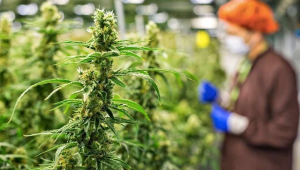 Anvisa rejeita cultivo de maconha para fins medicinais