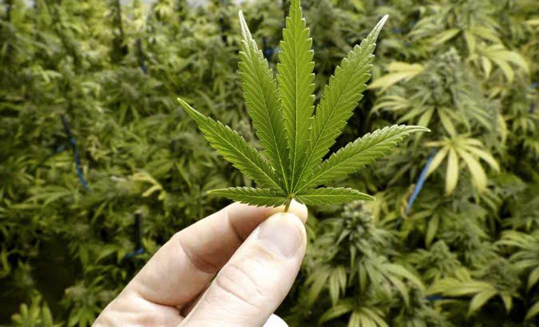 Anvisa libera registro e comercialização de remédios à base de maconha