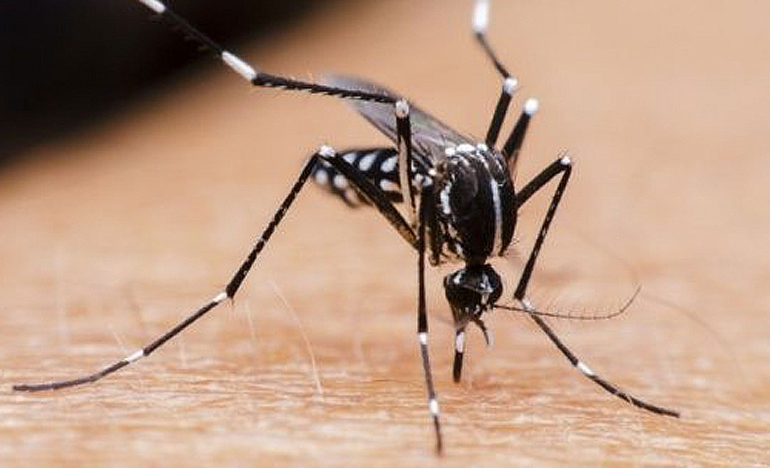 Acre tem o maior índice de infestação pelo Aedes e epidemia de dengue não é descartada, diz MS