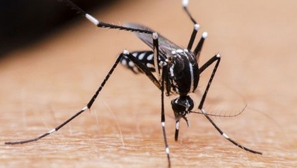 Acre tem o maior índice de infestação pelo Aedes e epidemia de dengue não é descartada, diz MS