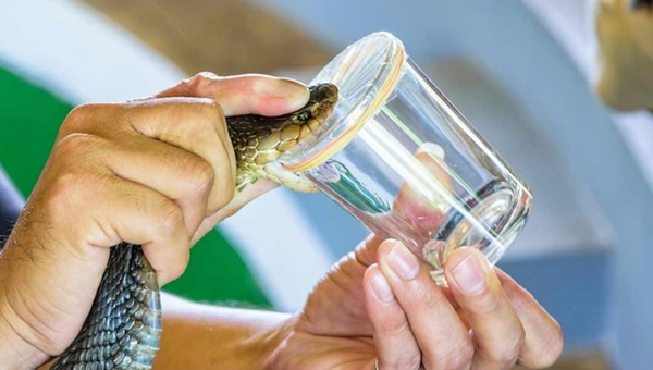 Crianças picadas por cobra seguem internados em Sena Madureira