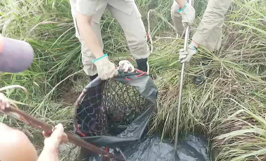 Capivaras que caíram em esgoto em Rio Branco são resgatadas por bombeiros