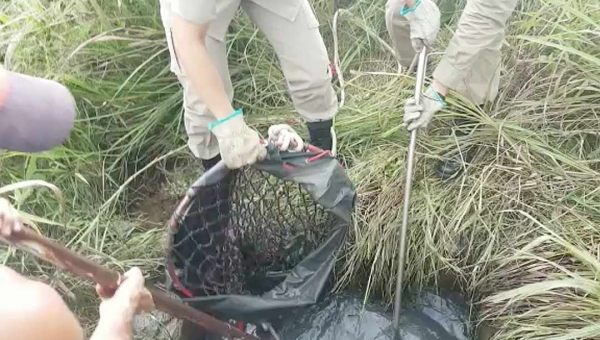 Capivaras que caíram em esgoto em Rio Branco são resgatadas por bombeiros