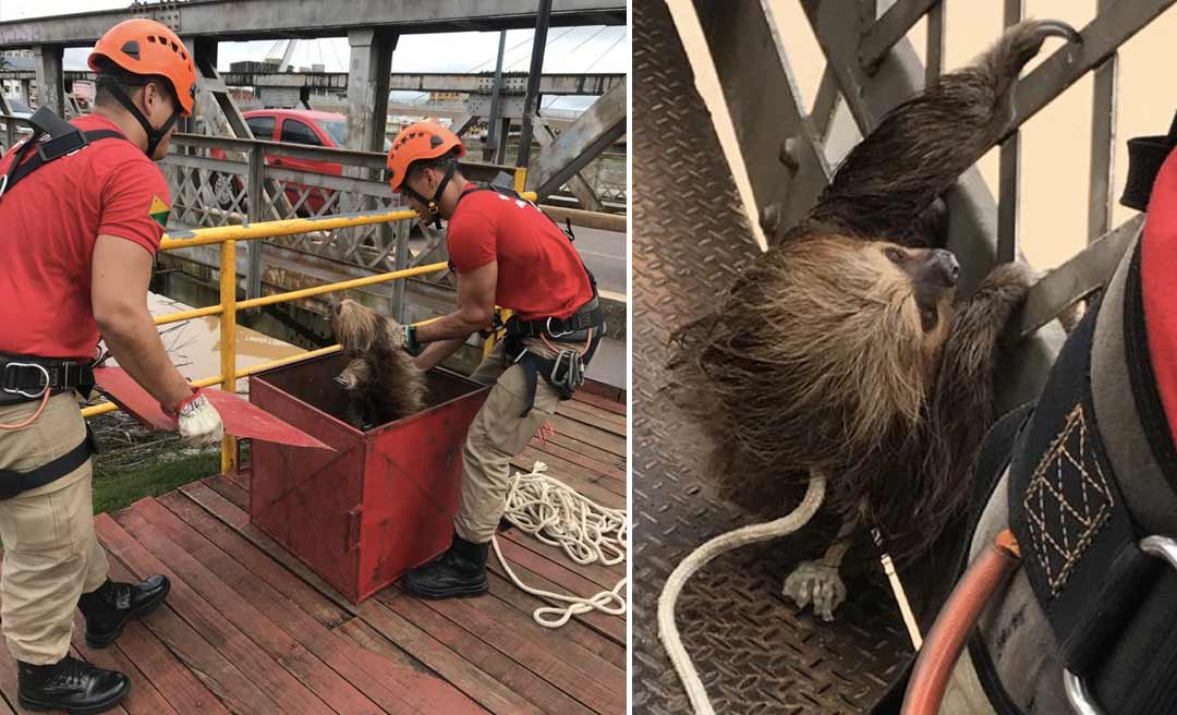 Bicho-preguiça é resgatado de balseiros na Ponte Metálica em Rio Branco