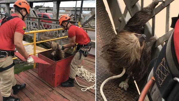 Bicho-preguiça é resgatado de balseiros na Ponte Metálica em Rio Branco