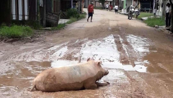 Rua em Tarauacá virou chiqueiro de porco