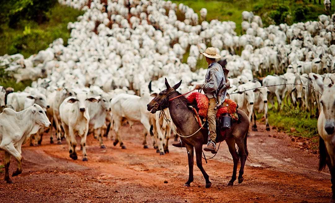 Venda de gado para outros estados movimenta a economia do Acre