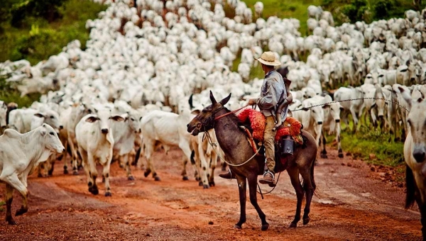 Venda de gado para outros estados movimenta a economia do Acre