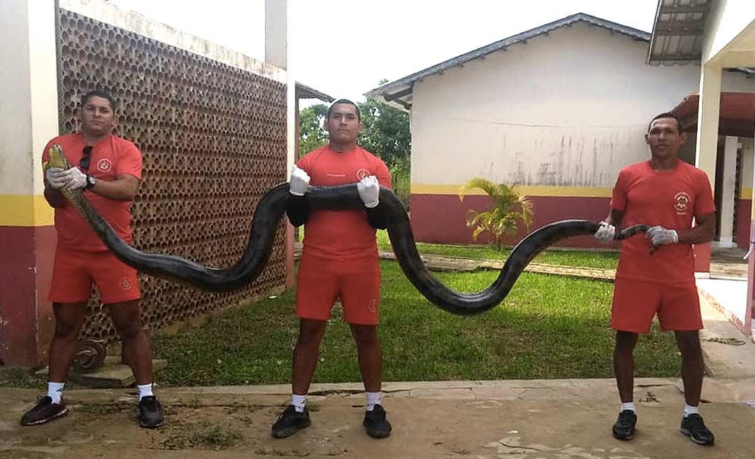 Sucuri de mais de quatro metros é capturada em Tarauacá