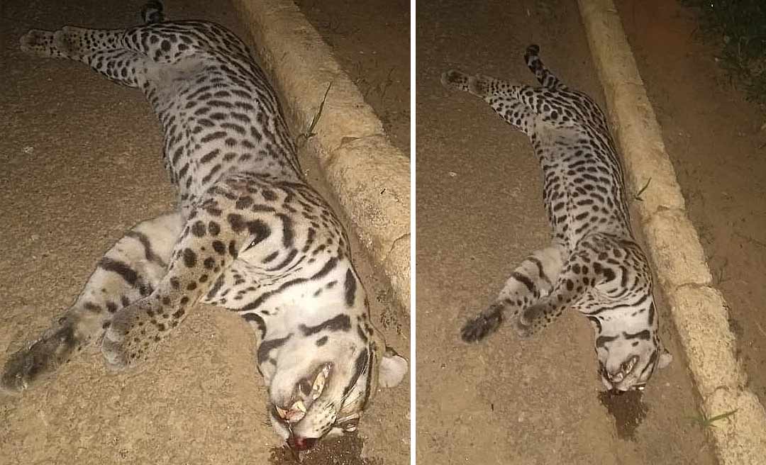 Filhote de onça-pintada é morto atropelado perto da Terceira Ponte em